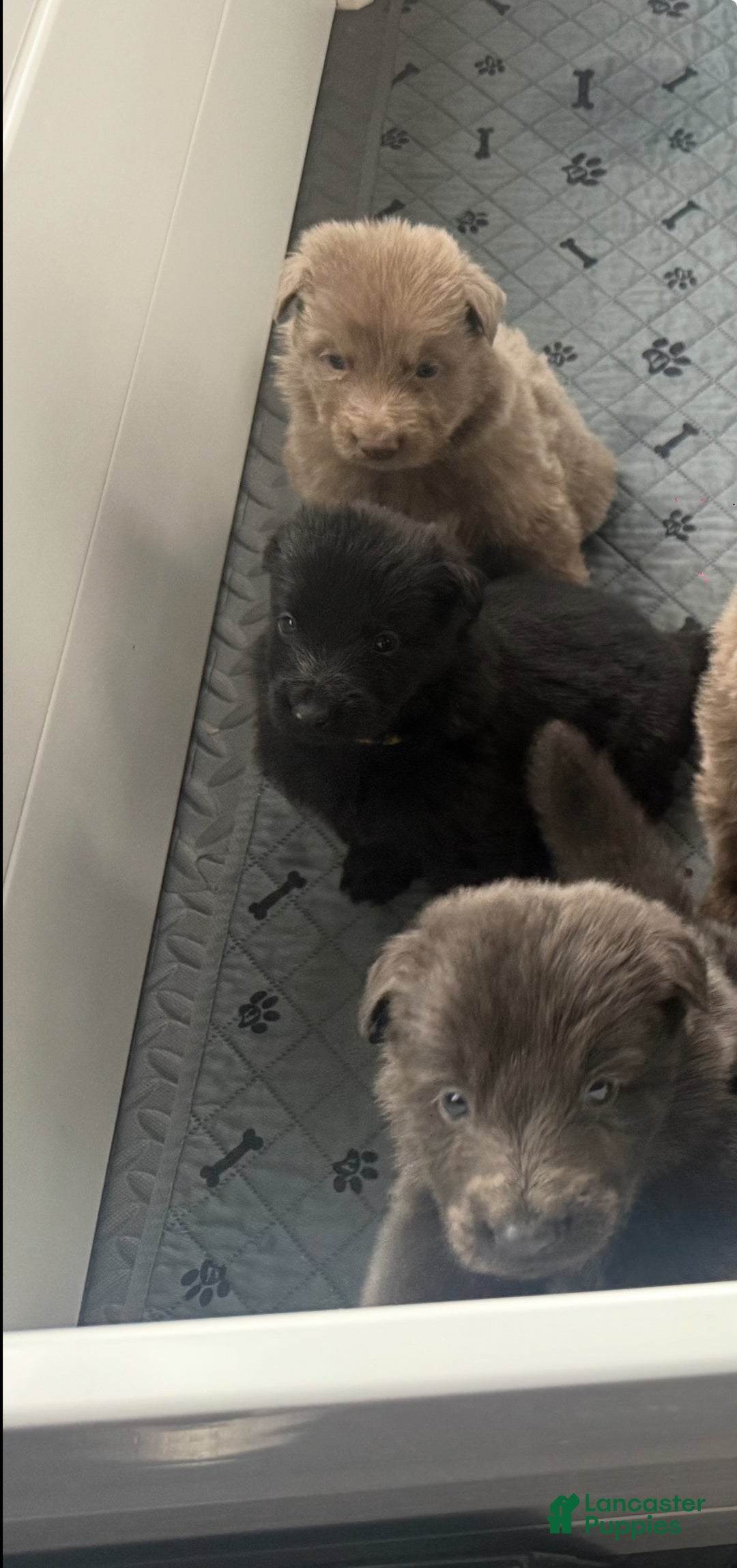 German Shepherd dogs for sale: Candy - Ad 8