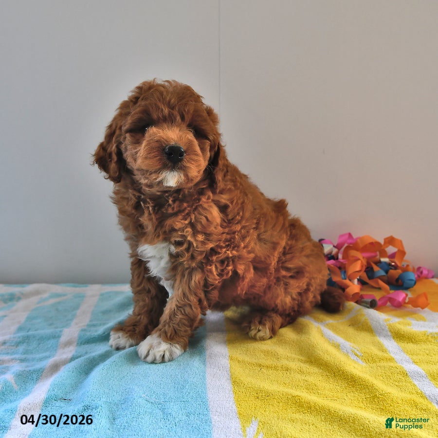 Mini Goldendoodle dogs Rosebud - Ad 1