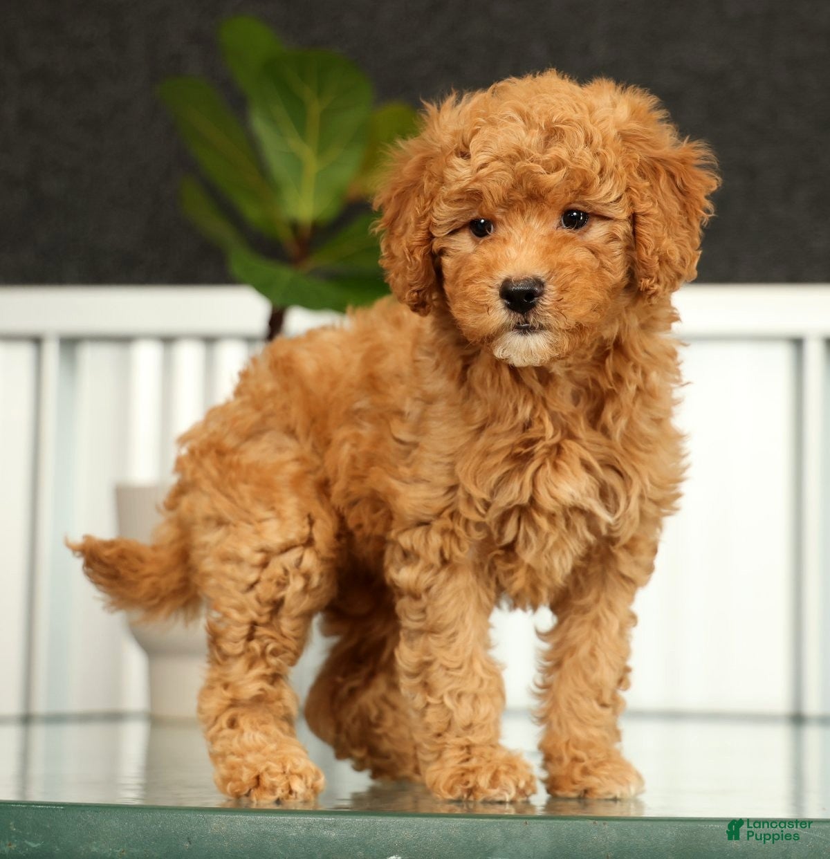 Mini Goldendoodle dogs Sage - Ad 1