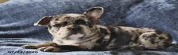 French Bulldog dogs for sale: Cinderella - Ad 2