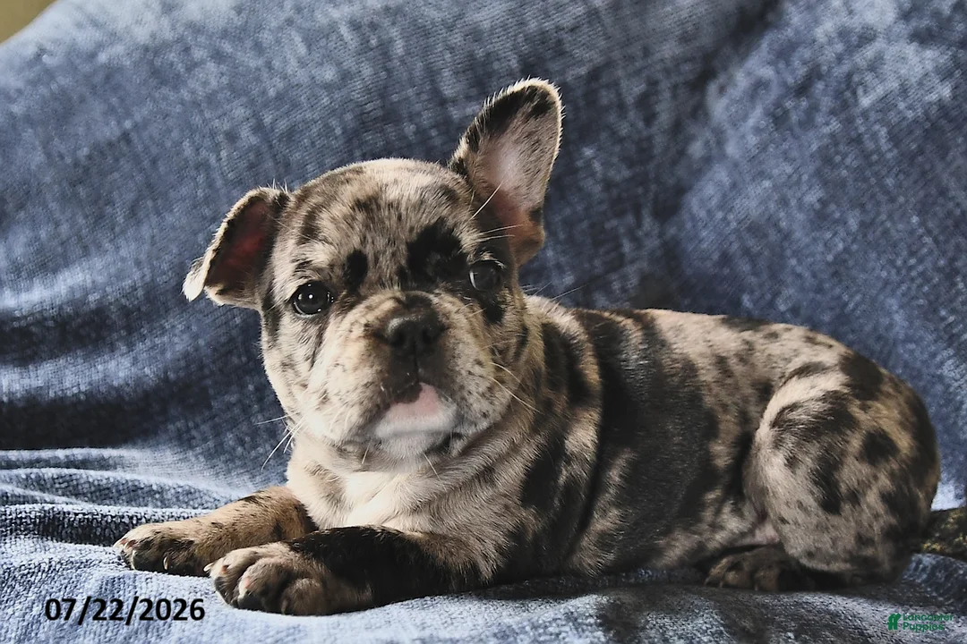 French Bulldog dogs for sale: Cinderella - Ad 2