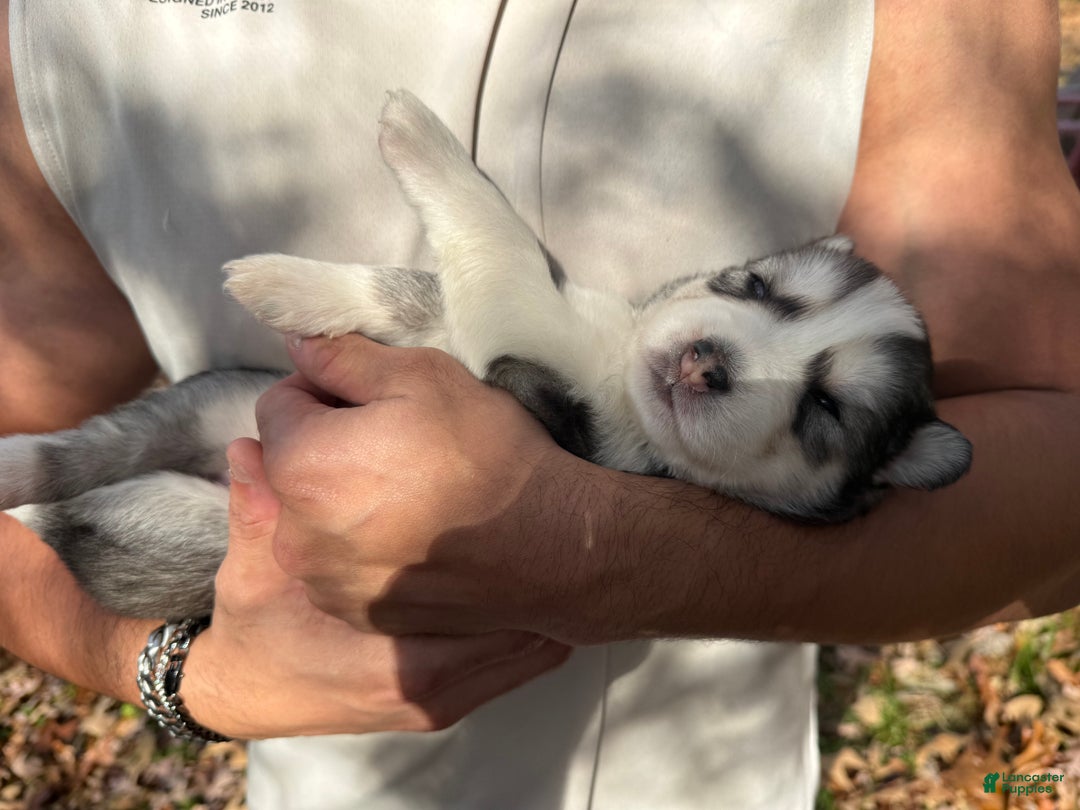 Siberian Husky dogs for sale: Blanquita - Ad 7