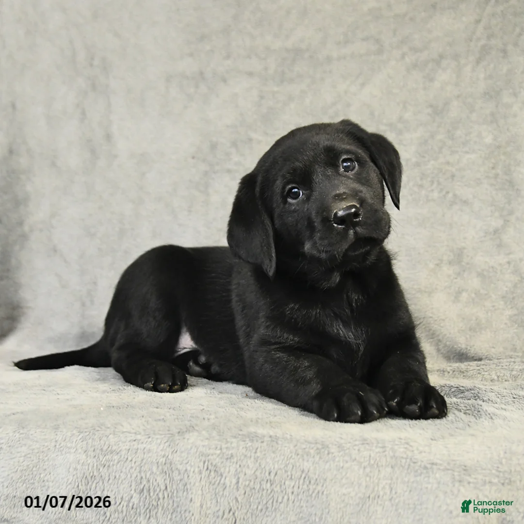 Labrador Retriever dogs for sale: Buddy - Ad 7