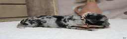 Aussiedoodle dogs for sale: Spot  - Ad 7