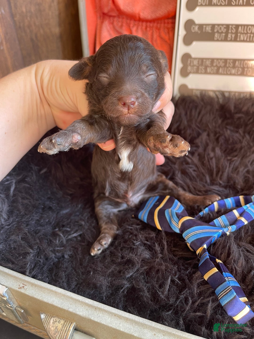 Miniature Poodle dogs for sale: Akc Clear Chocolate Phantom Boy 2 - Ad 17