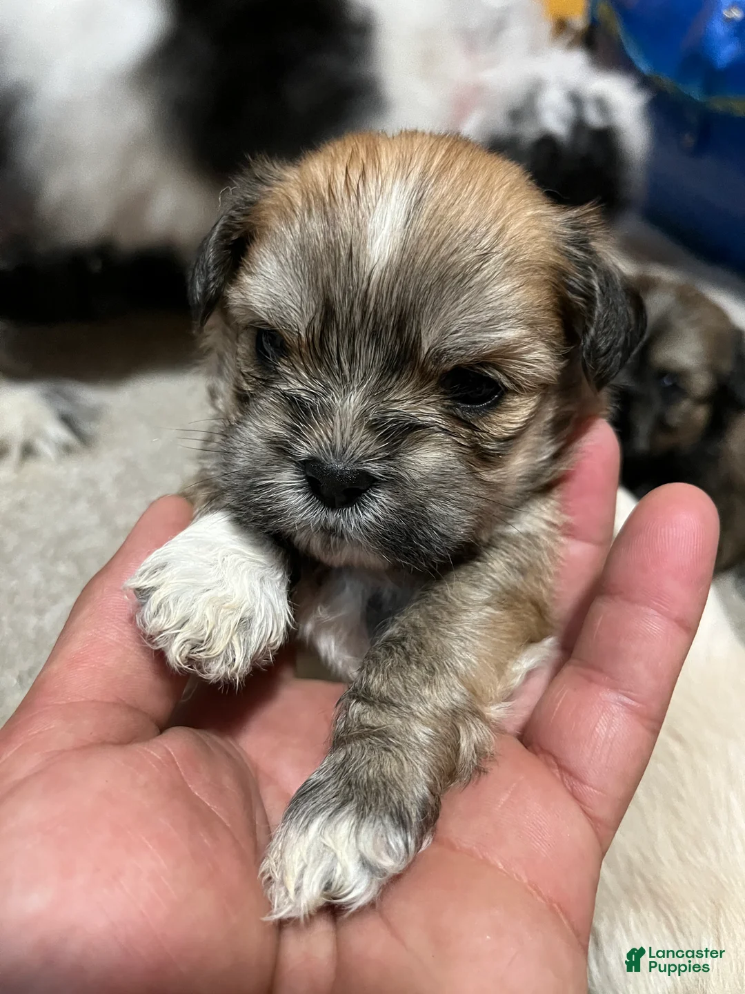 Havanese dogs for sale: Havanese Puppy 2 - Ad 1