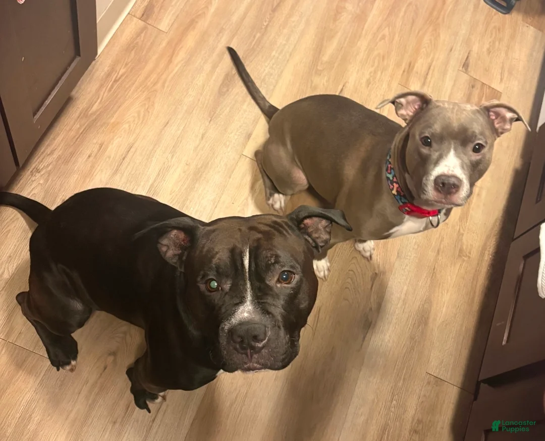 American Pit Bull Terrier dogs for sale: American Pit Bull Terrier 2 - Ad 2