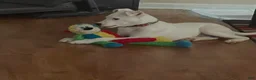 Bull Terrier dogs for sale: Bull Terrier Puppy 1 - Ad 1