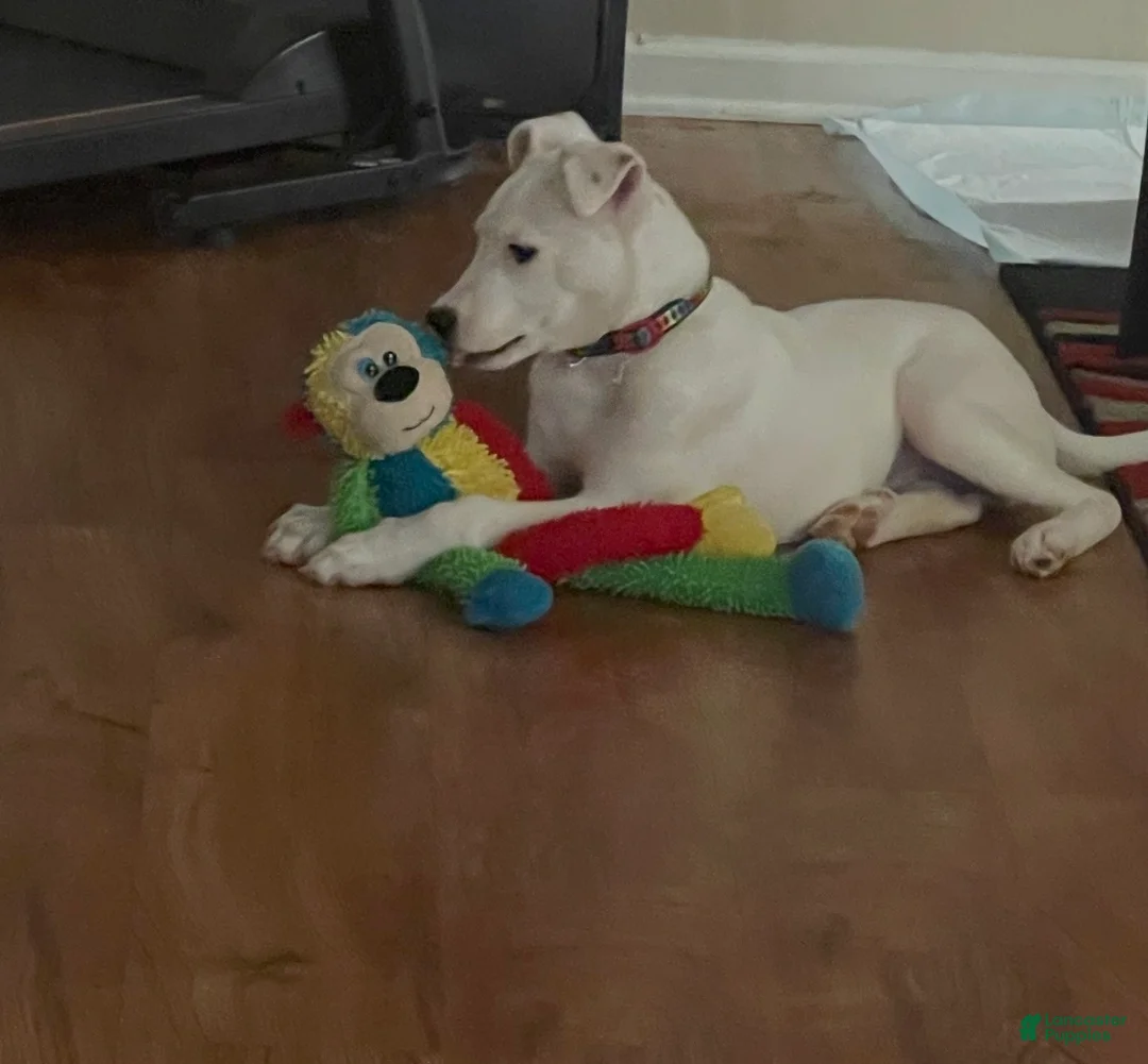 Bull Terrier dogs for sale: Bull Terrier Puppy 1 - Ad 1