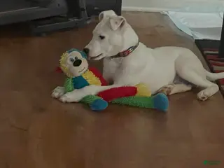 Bull Terrier dogs Bull Terrier Puppy 1 - Ad 1