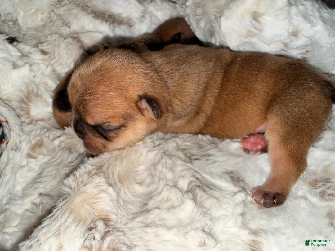 French Bulldog dogs for sale: French Bulldog Puppy 1 - Ad 9