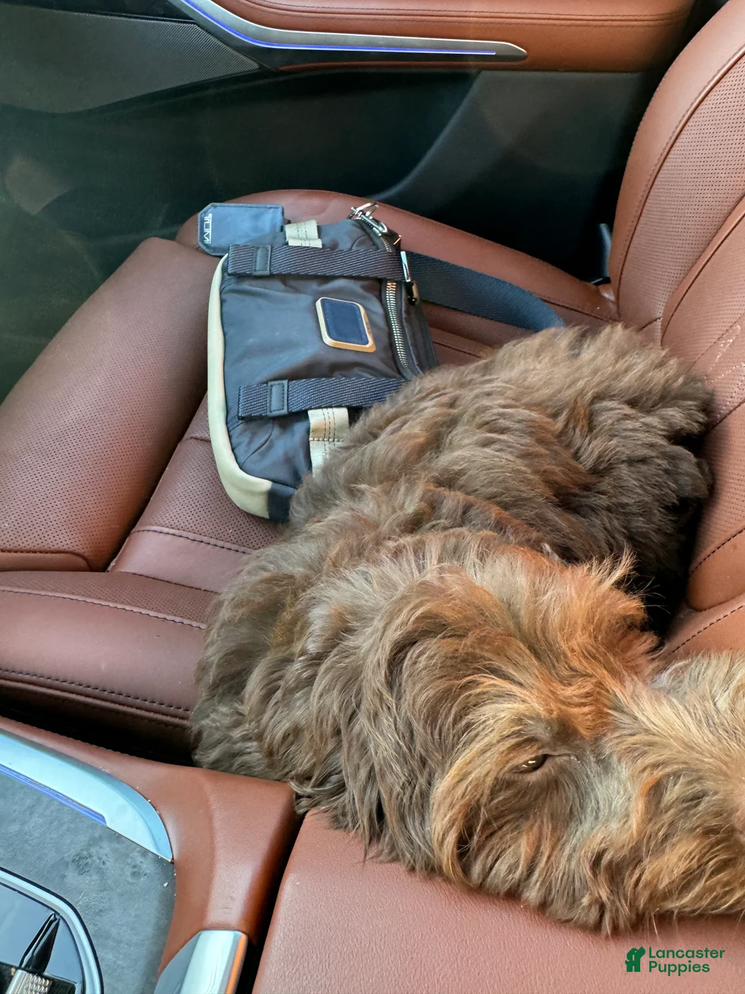 Doxiepoo dogs for sale: Doxiepoo Puppy 1 - Ad 2