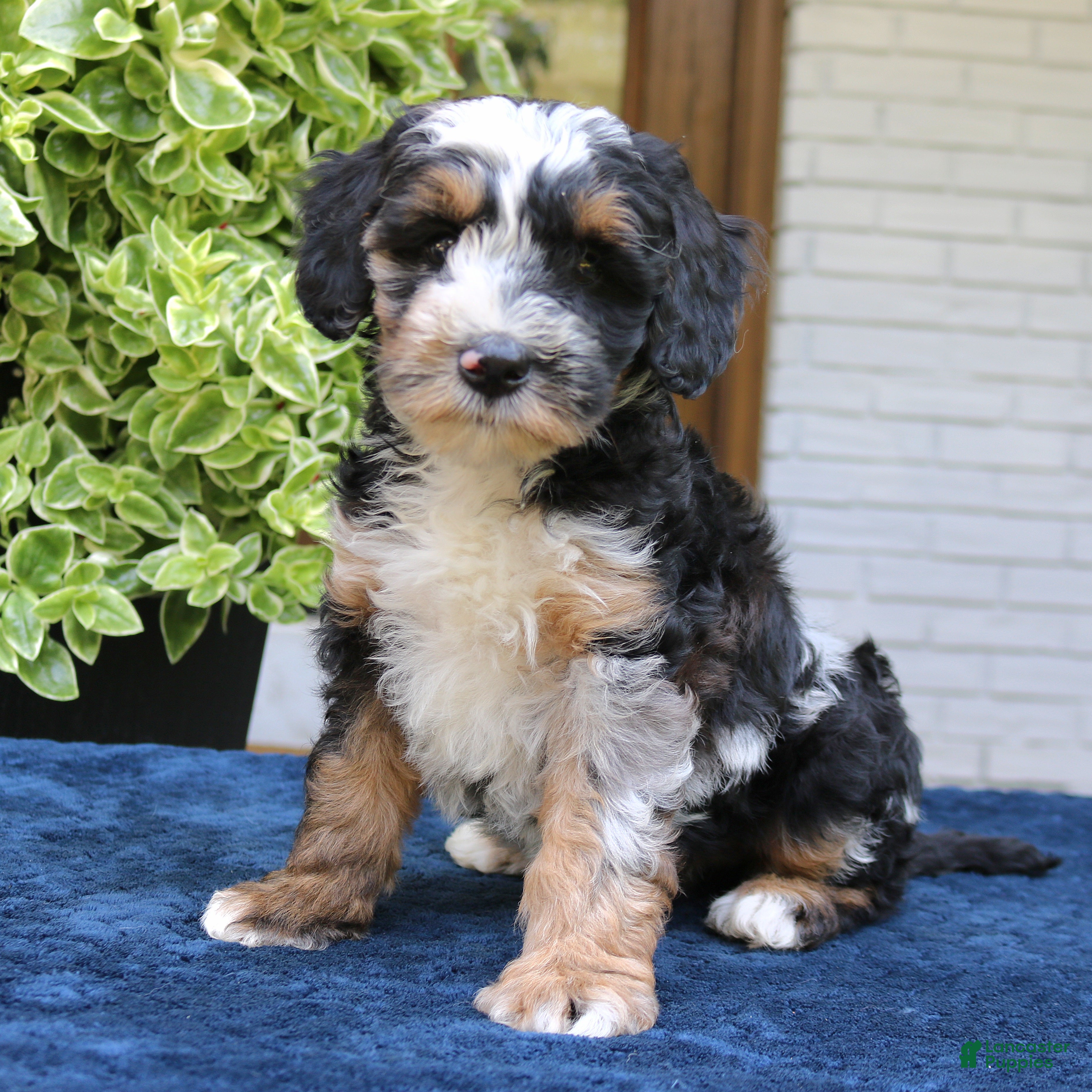 Bernedoodle dogs Earl  - Ad 1