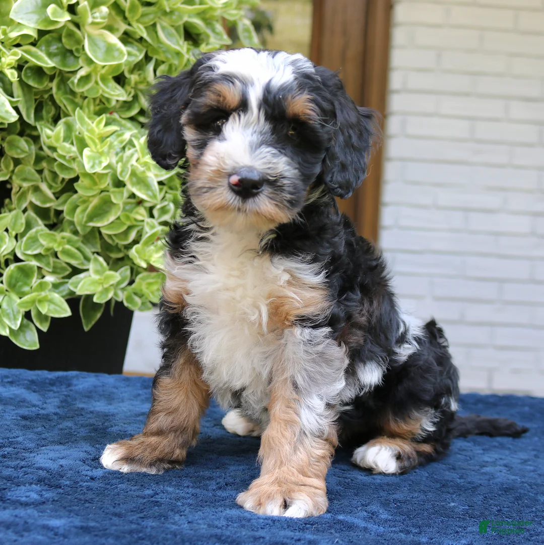 Bernedoodle dogs for sale: Earl  - Ad 1