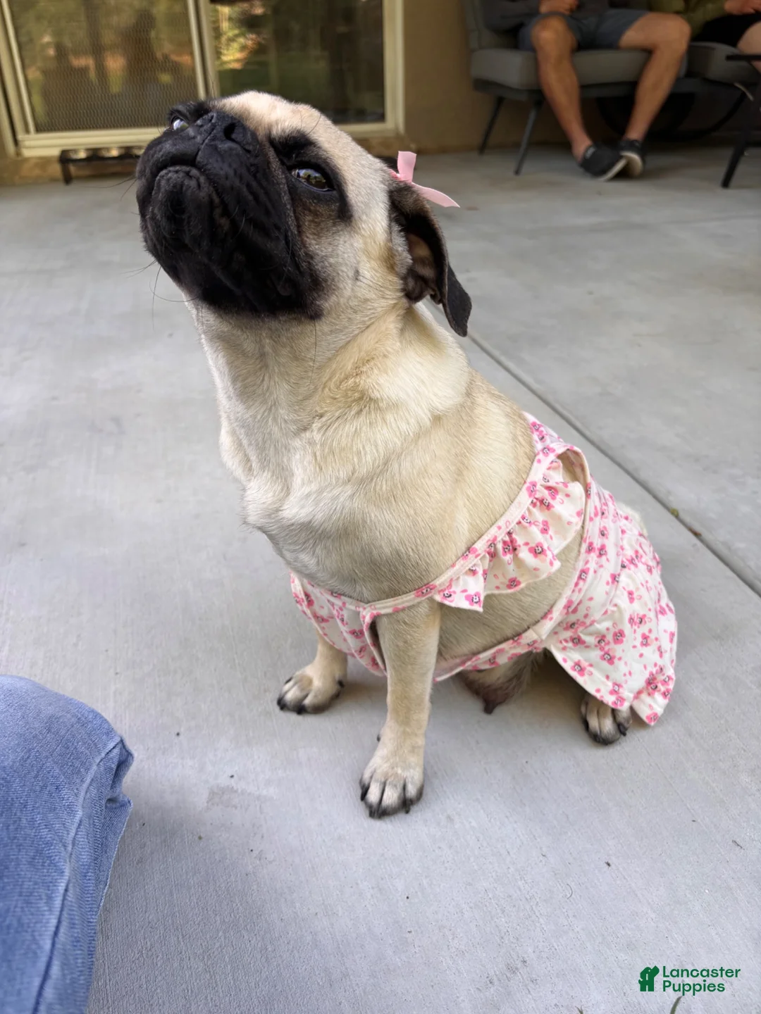 Mixed Breed dogs for sale: Mixed Breed 3 - Ad 2