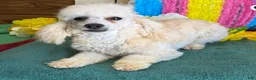 Toy Poodle dogs for sale: Newton - Ad 2