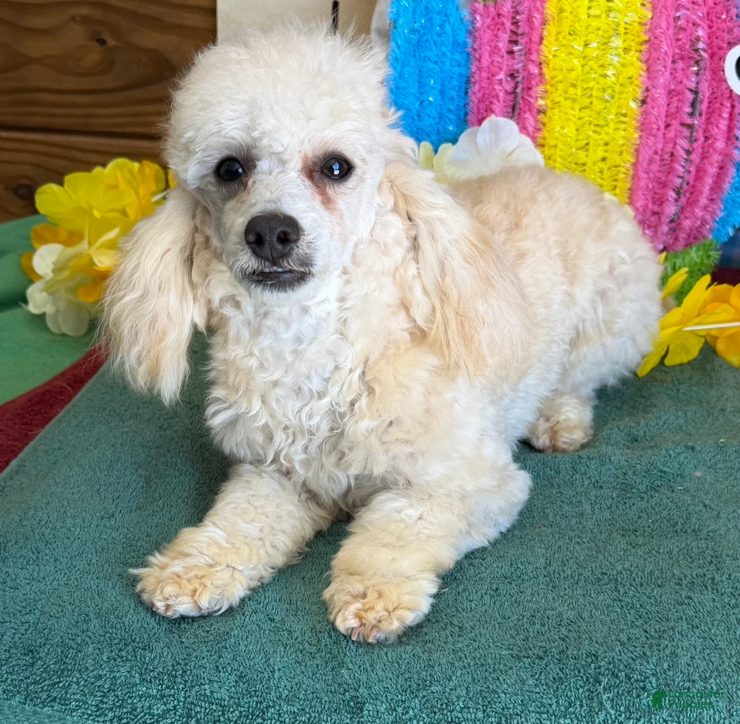 Toy Poodle dogs for sale: Newton - Ad 2