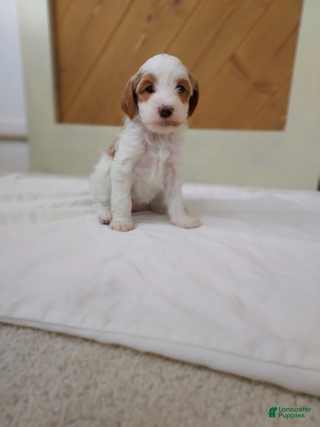 Cavapoo dogs for sale: Blossom - Ad 5