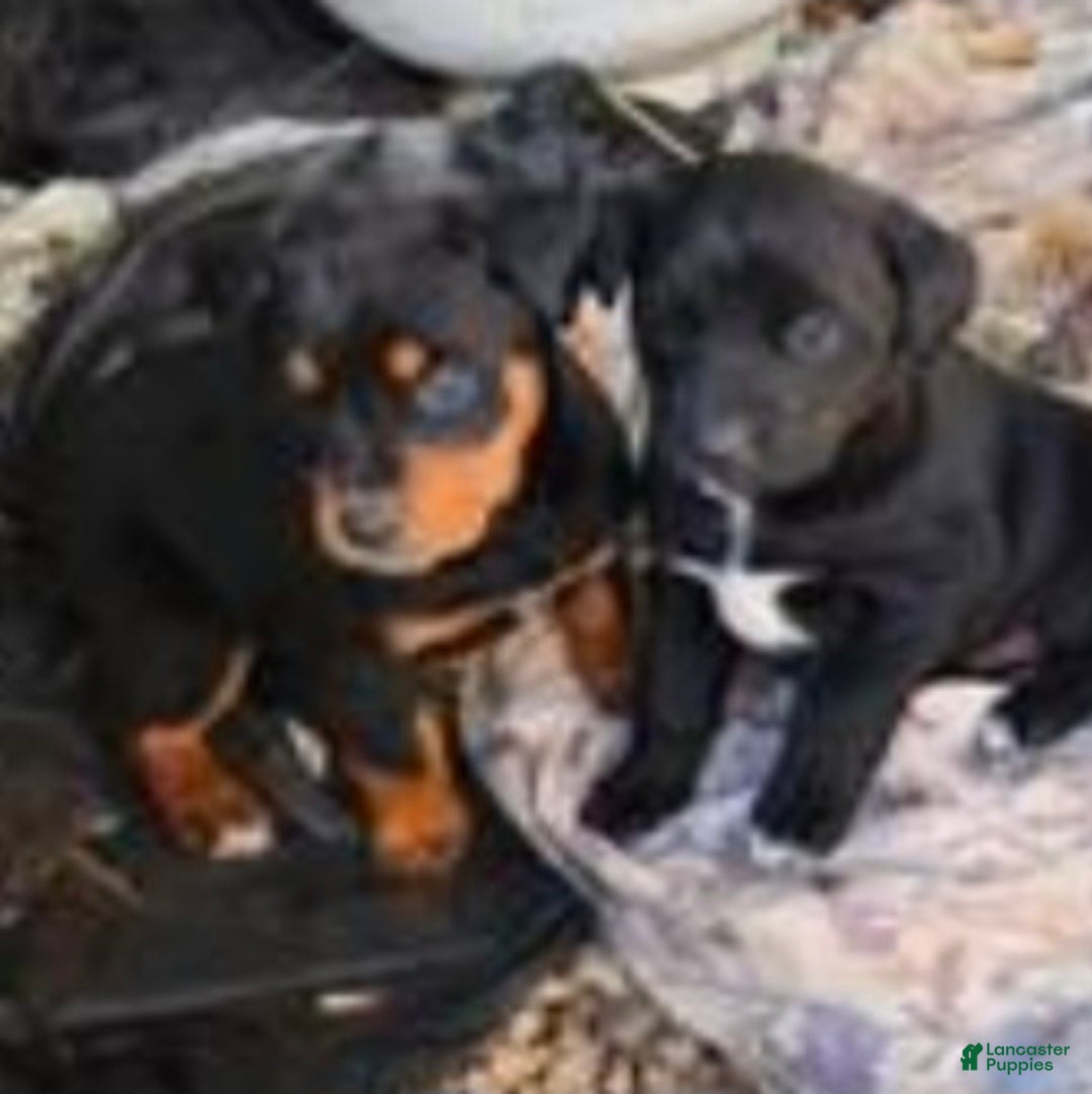 Mixed Breed dogs for sale: German Rottweiler and Labrador Retriever Mixed Breed Puppy 1 - Ad 1