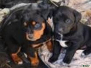 Mixed Breed dogs German Rottweiler and Labrador Retriever Mixed Breed Puppy 1 - Ad 1
