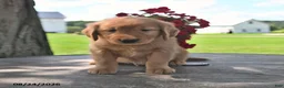 Golden Retriever dogs for sale: Teddy - Ad 3