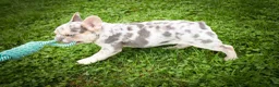 French Bulldog dogs for sale: Spencer 🐾 - Ad 5