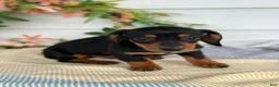 Miniature Dachshund dogs for sale: Janie - Ad 7