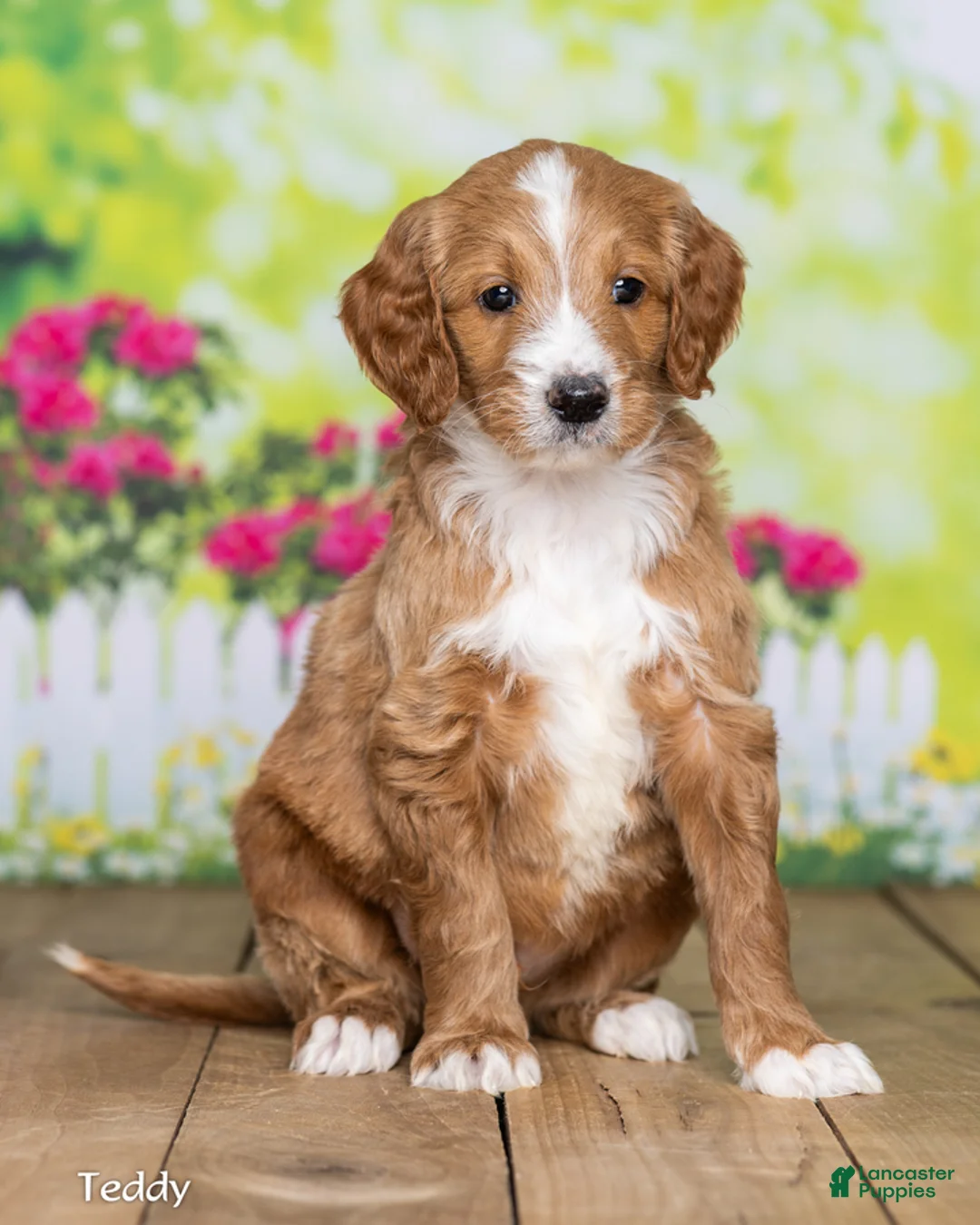 Goldendoodle dogs for sale: Teddy - Ad 1