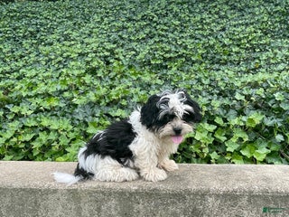 Mixed Breed dogs - Ad 38