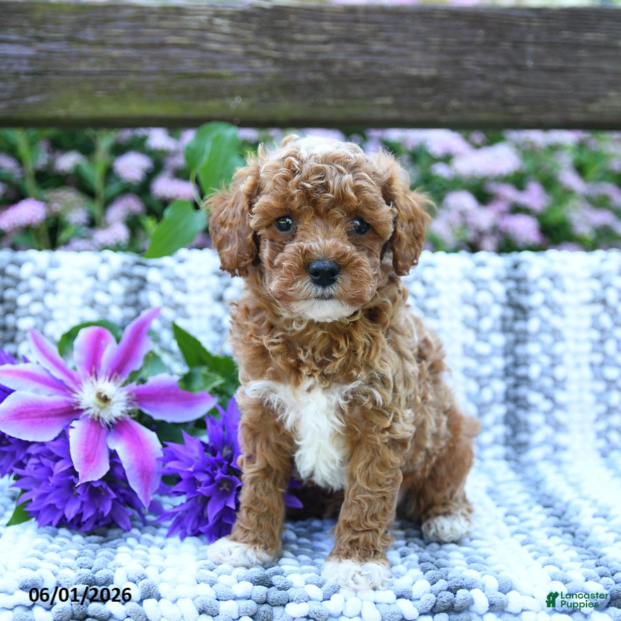 Miniature Poodle dogs for sale: Colby - Ad 2