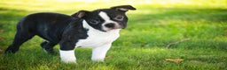 Boston Terrier dogs for sale: Howie - Ad 1