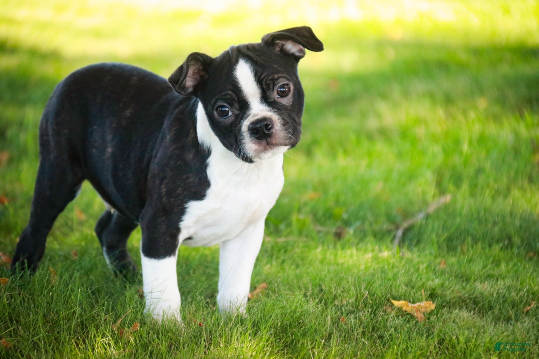 Boston Terrier dogs for sale: Howie - Ad 1