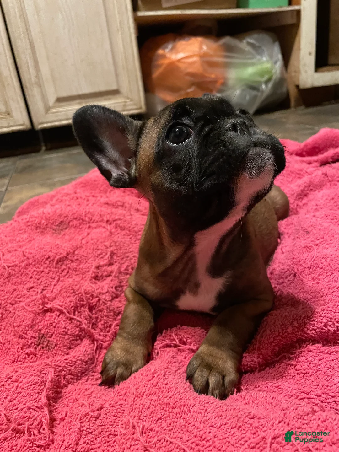 French Bulldog dogs for sale: French Bulldog Puppy 1 - Ad 4