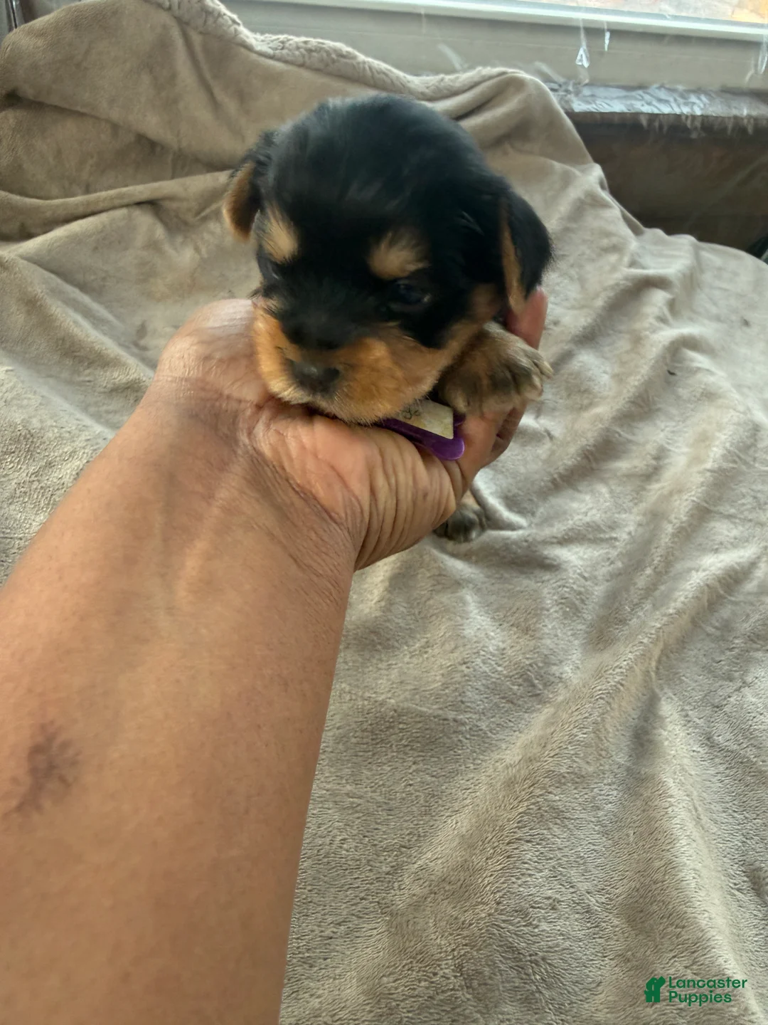 Yorkshire Terrier dogs for sale: Kenya  - Ad 1