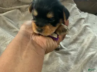 Yorkshire Terrier dogs Kenya - Ad 5