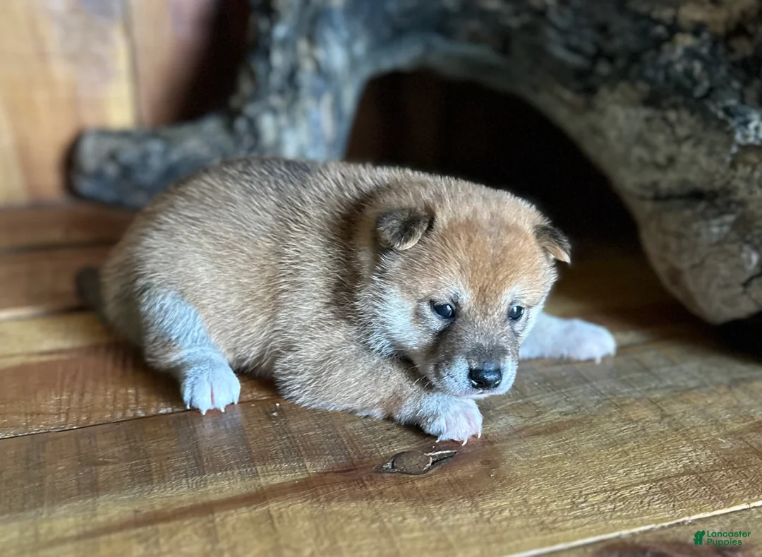 Shiba Inu dogs for sale: Shiba Inu Puppy 6 - Ad 2