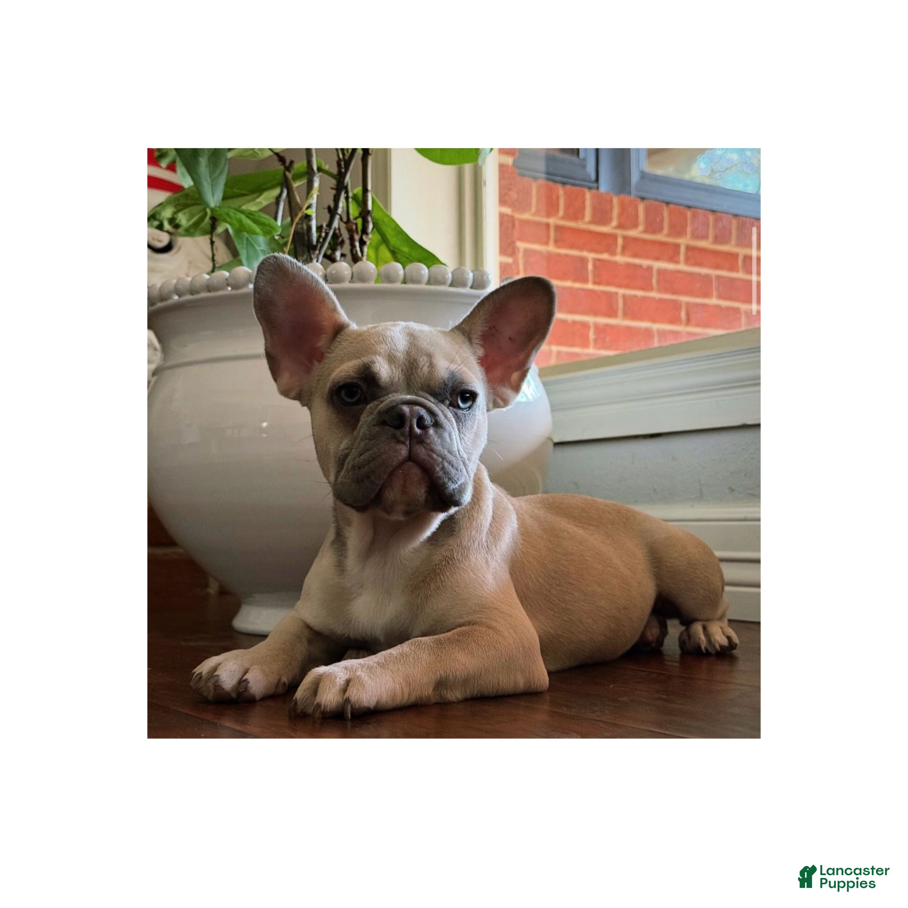 French Bulldog dogs French Bulldog Puppy 3 - Ad 2