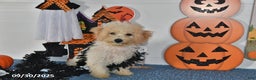 Bichpoo dogs for sale: Cinderella - Ad 12