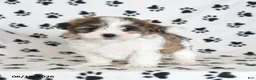 Malshi dogs for sale: Roo   - Ad 3