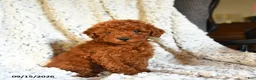 Toy Poodle dogs for sale: Snickers - Ad 4