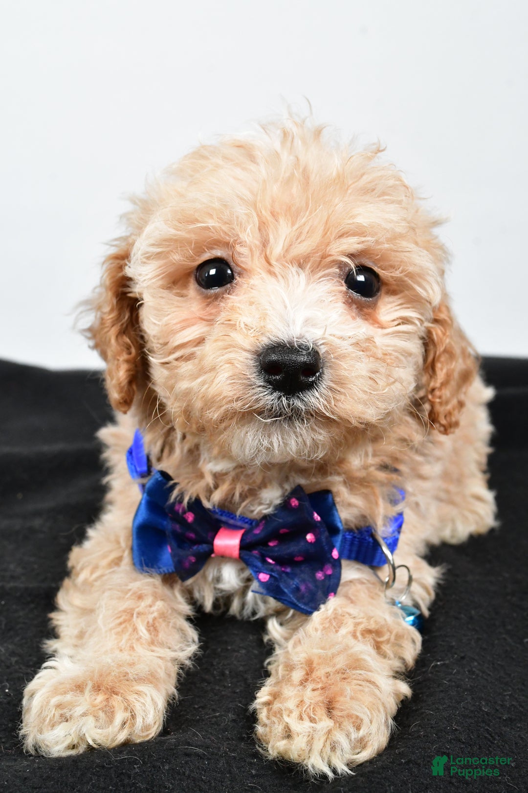 Maltipoo dogs for sale: Carter - Ad 4