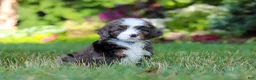 Mini Bernedoodle dogs for sale: Whyatt - Ad 3