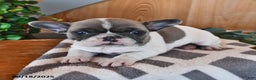 French Bulldog dogs for sale: Timber - Ad 11