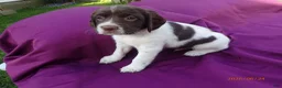 English Springer Spaniel dogs for sale: Ajax  - Ad 1