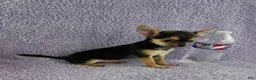 Chihuahua dogs for sale: Zoey - Ad 12