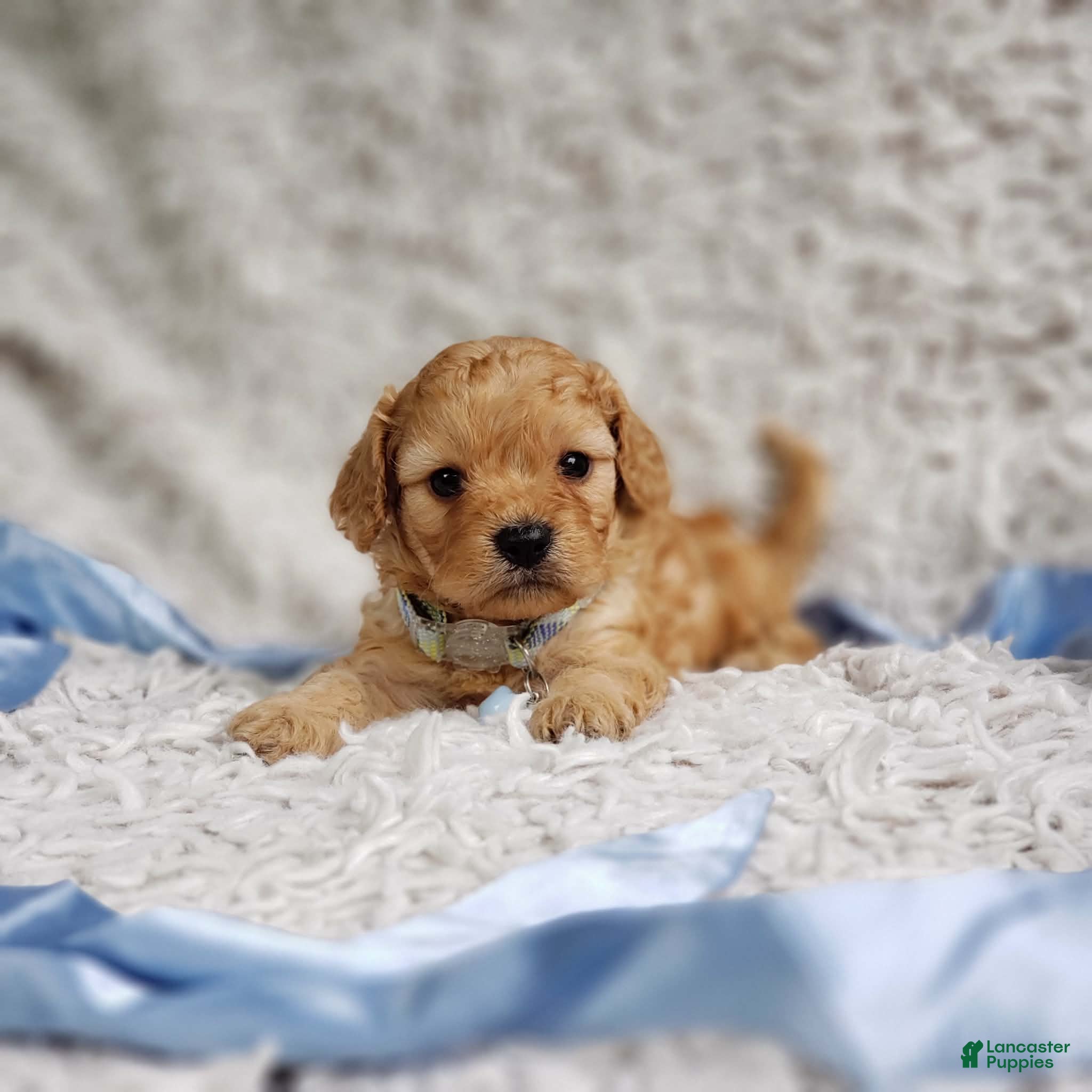 Cavapoo dogs Presley  - Ad 2