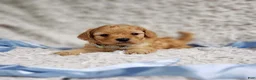 Cavapoo dogs for sale: Presley  - Ad 1