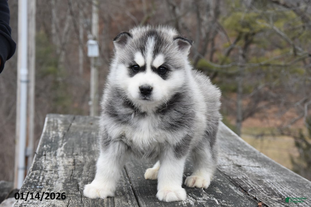 Gerberian Shepsky dogs for sale: Pete - Ad 2