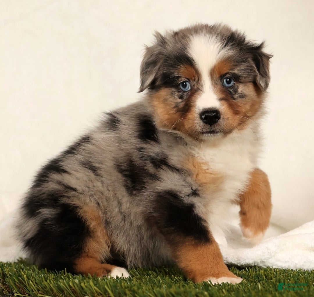 Miniature Australian Shepherd dogs for sale: Dolly - Ad 3