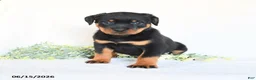 Rottweiler dogs for sale: Alfie - Ad 3